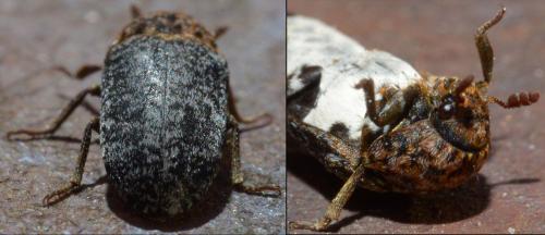 Réf. 224 724 : Dermestes undulatus